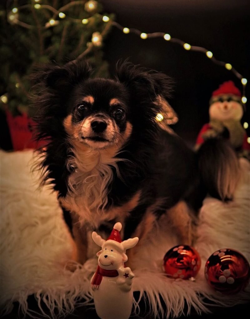 christmas-chihuahua-art-decor