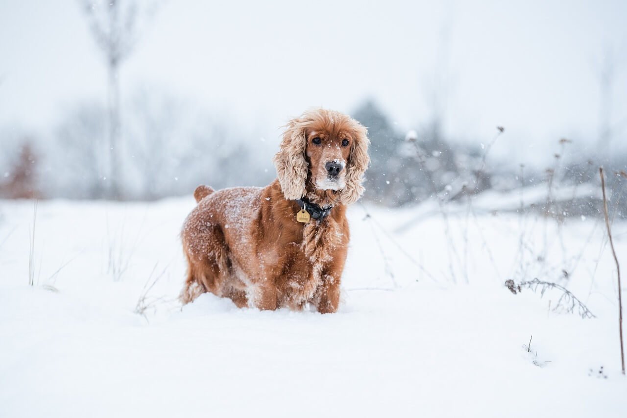 cocker-spaniel-facts