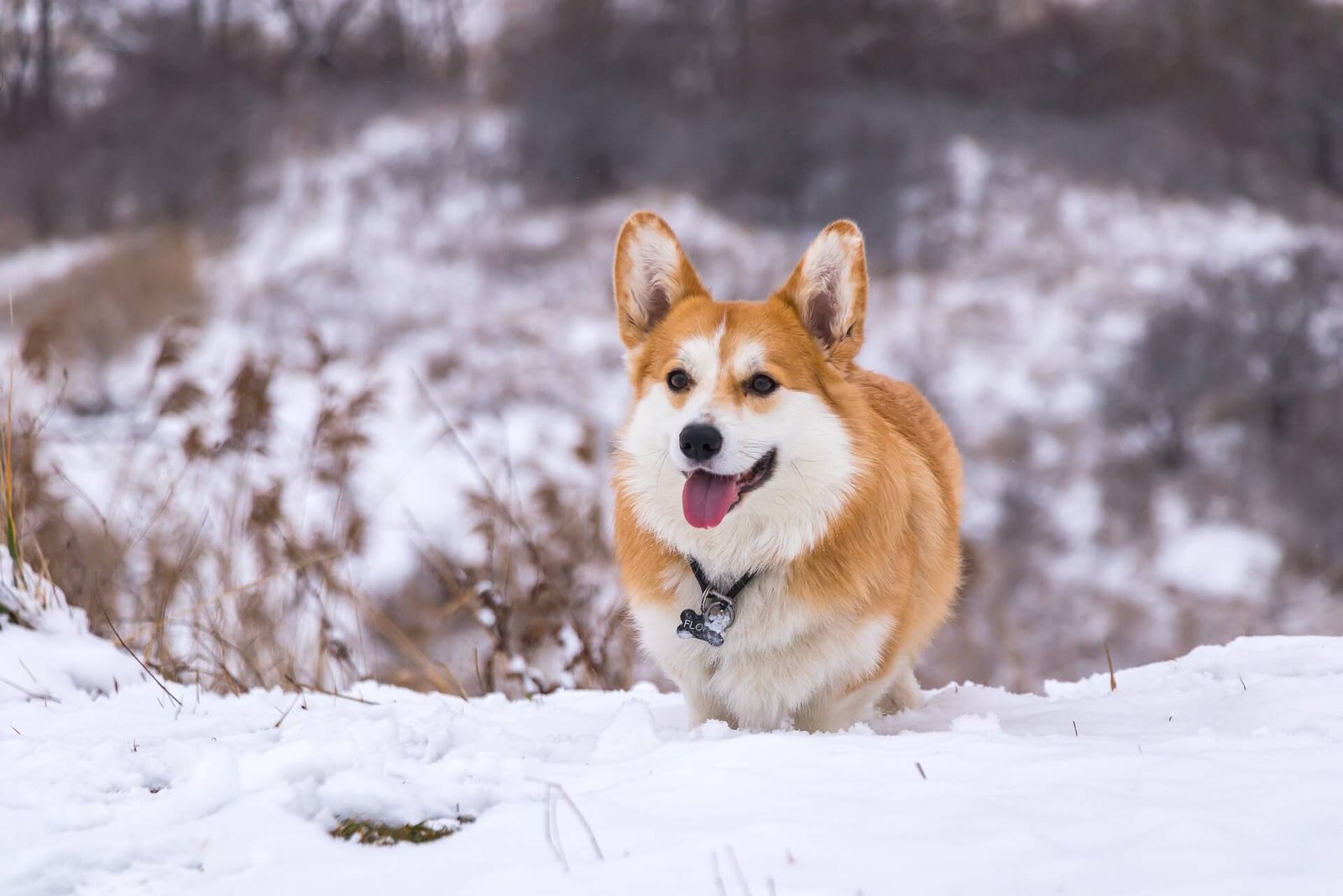 corgi-facts-art