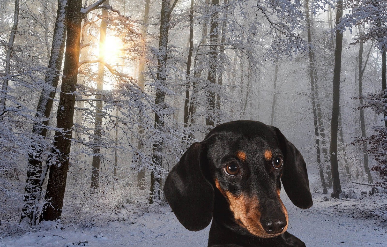 dachshund-doxie-facts