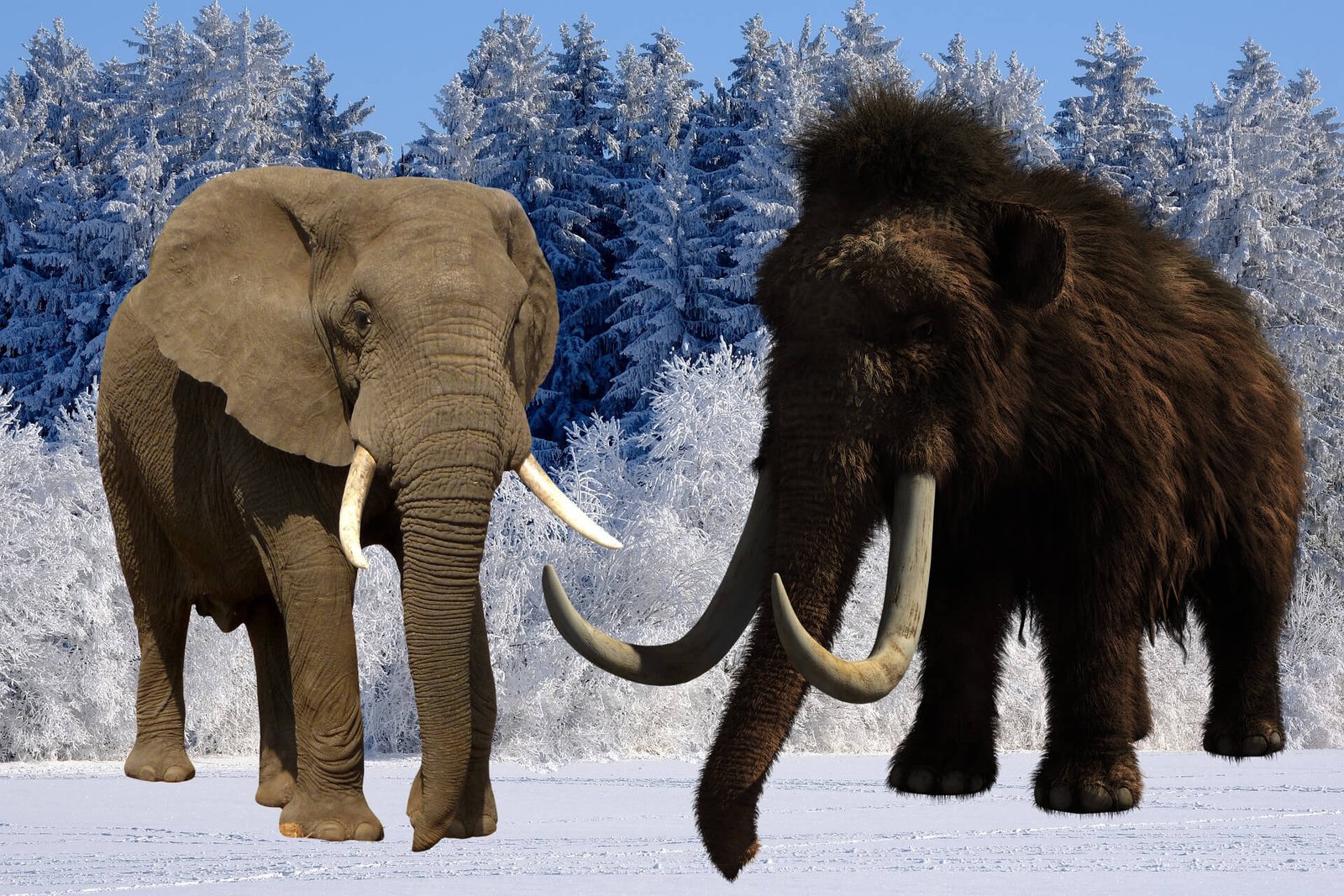 difference-between-Elephant-Mammoth