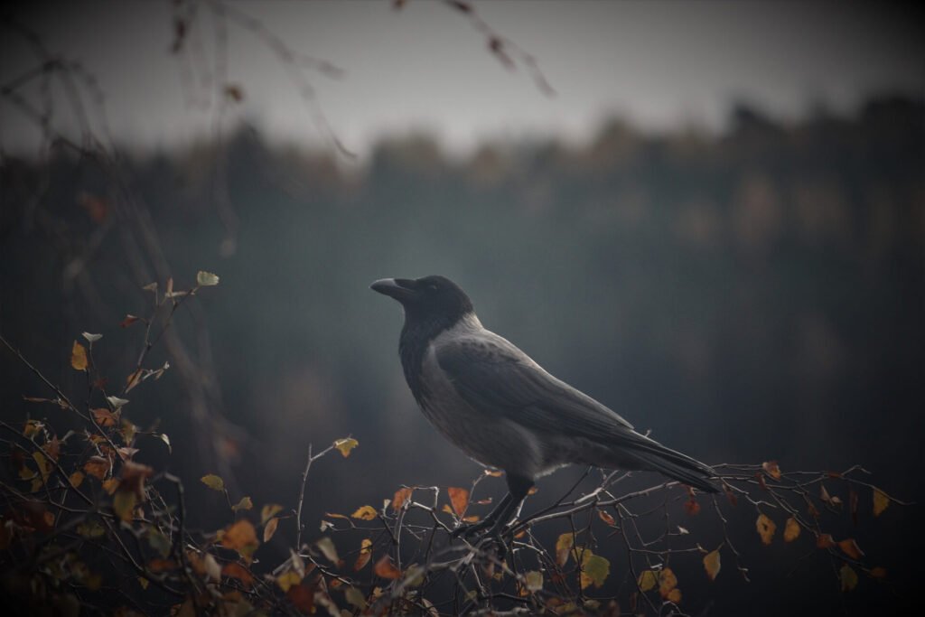 difference-crow-raven