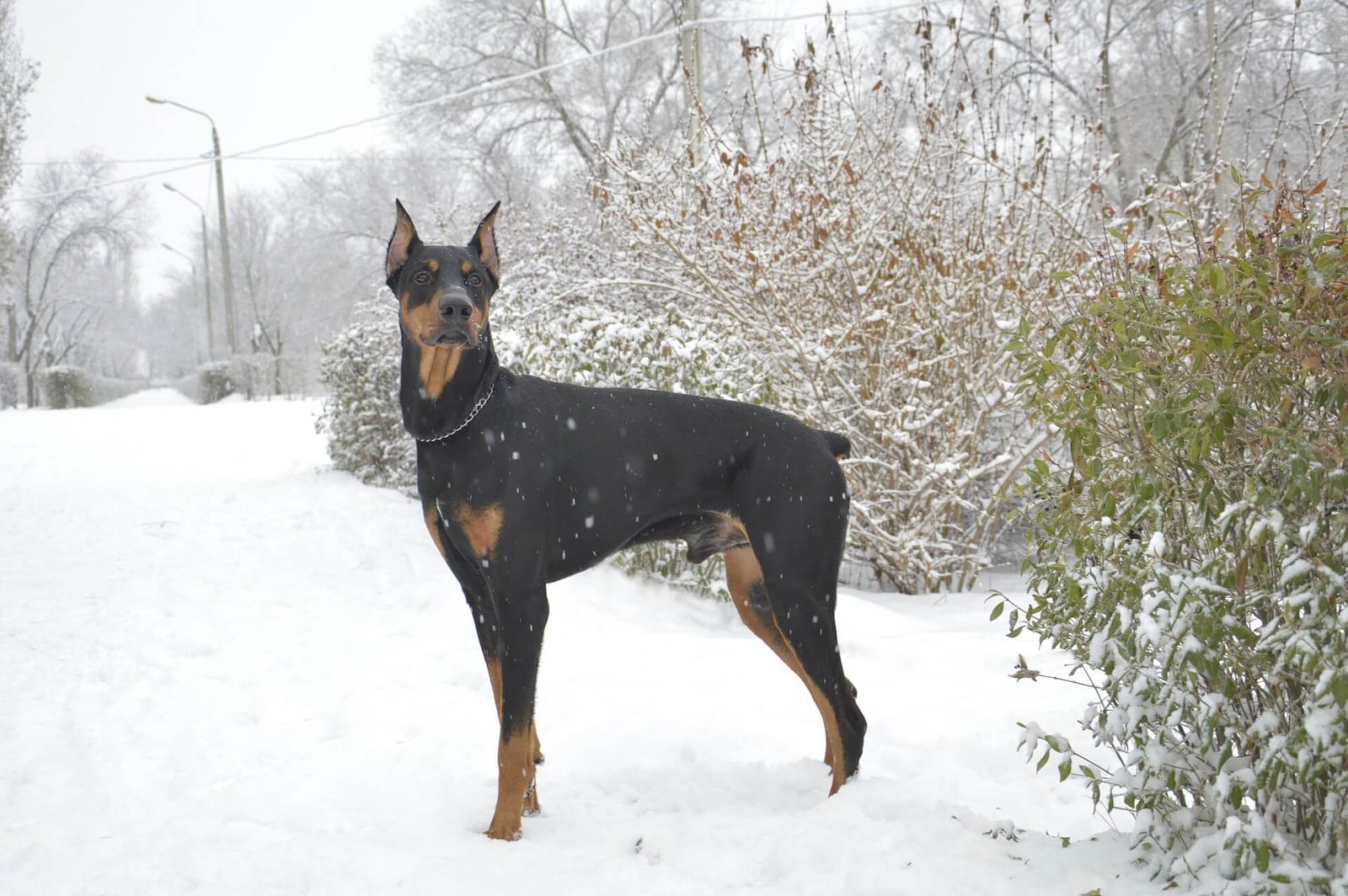 doberman-facts-art