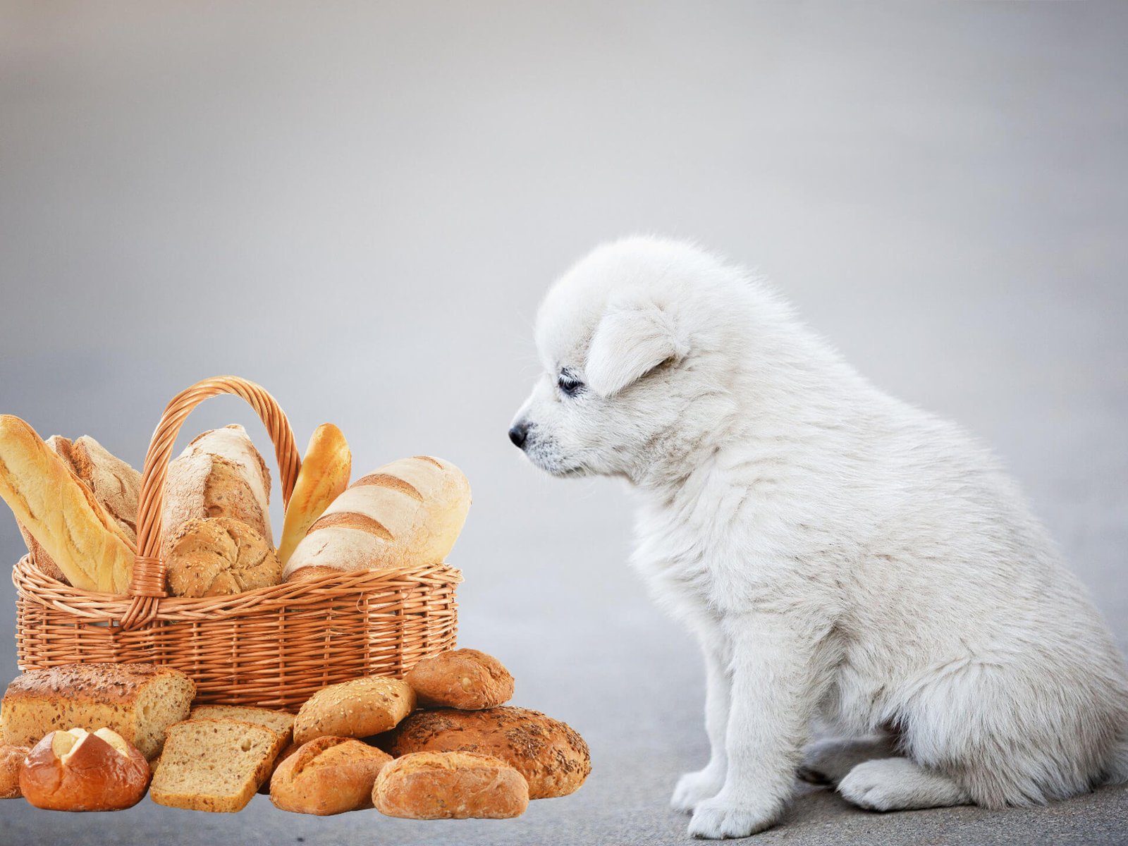 Can a Dog Eat White Bread BittenByErmines