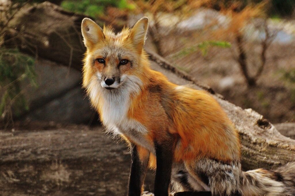 facts-about-red-fox