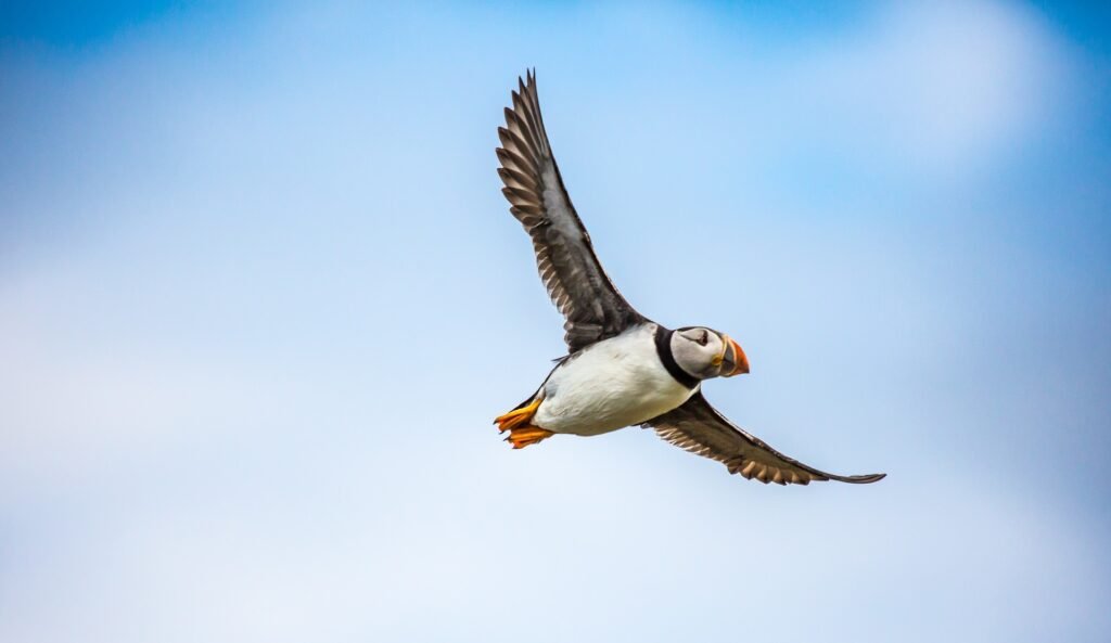 flying-puffin
