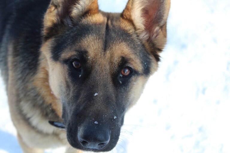 german-shepherd-aussie-mix