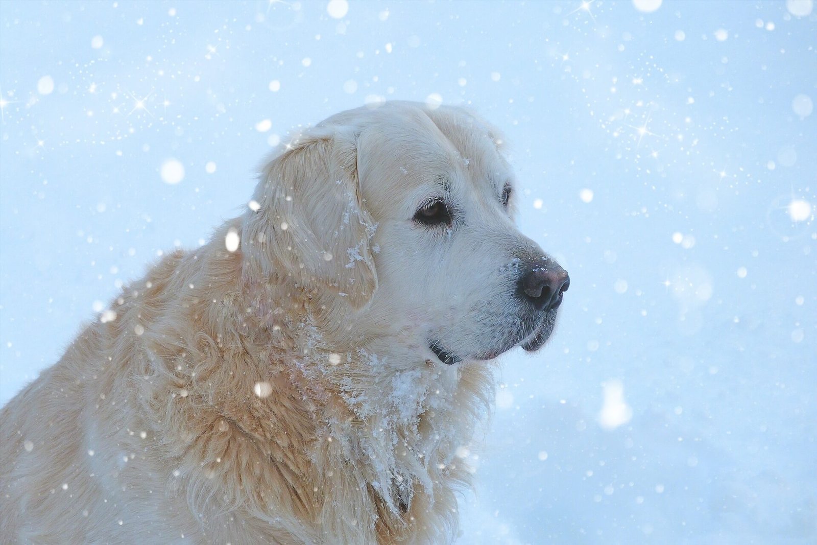 golden-retriever-facts