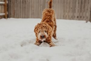 goldendoodle-facts