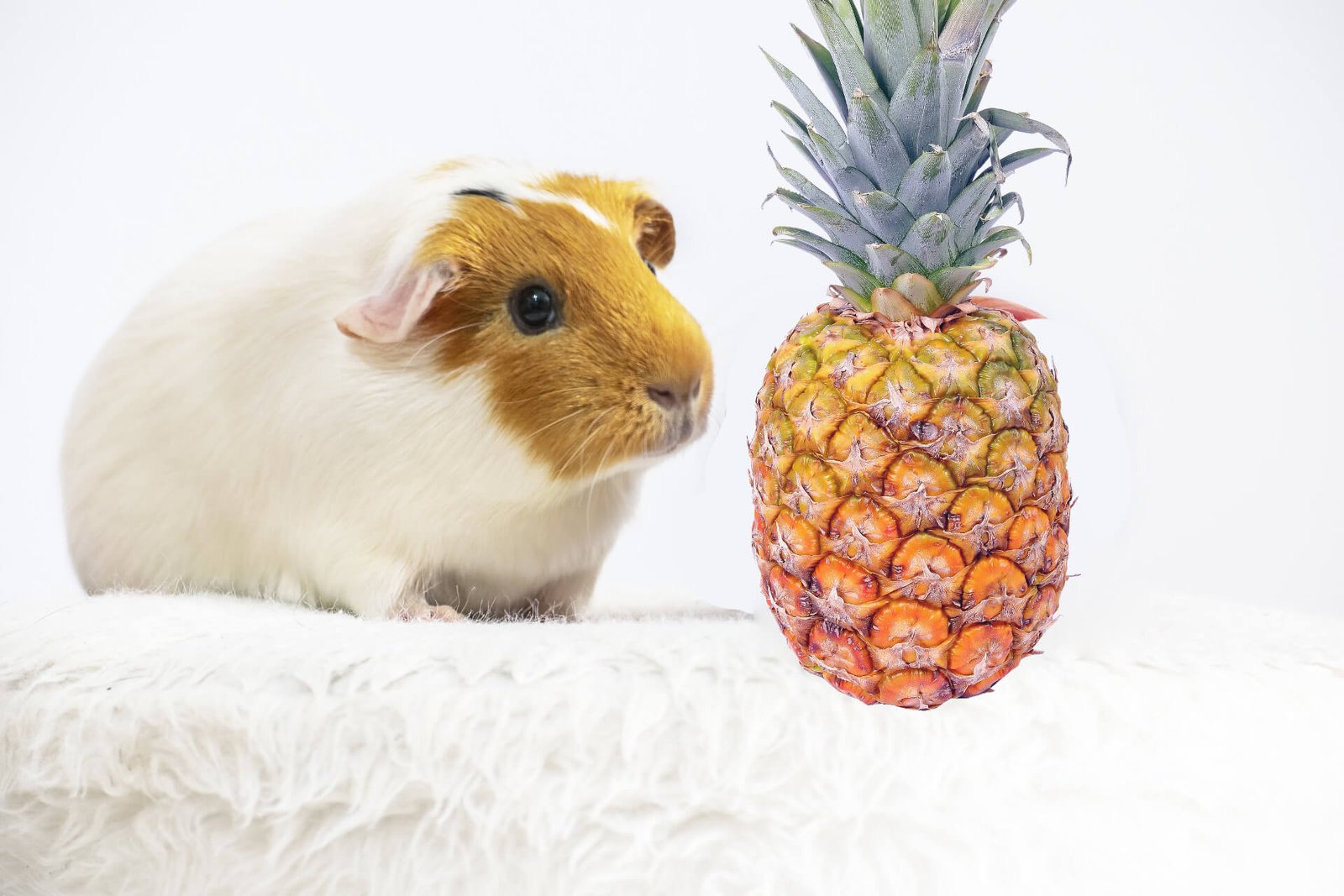 guinea-pigs-eat-pineapple