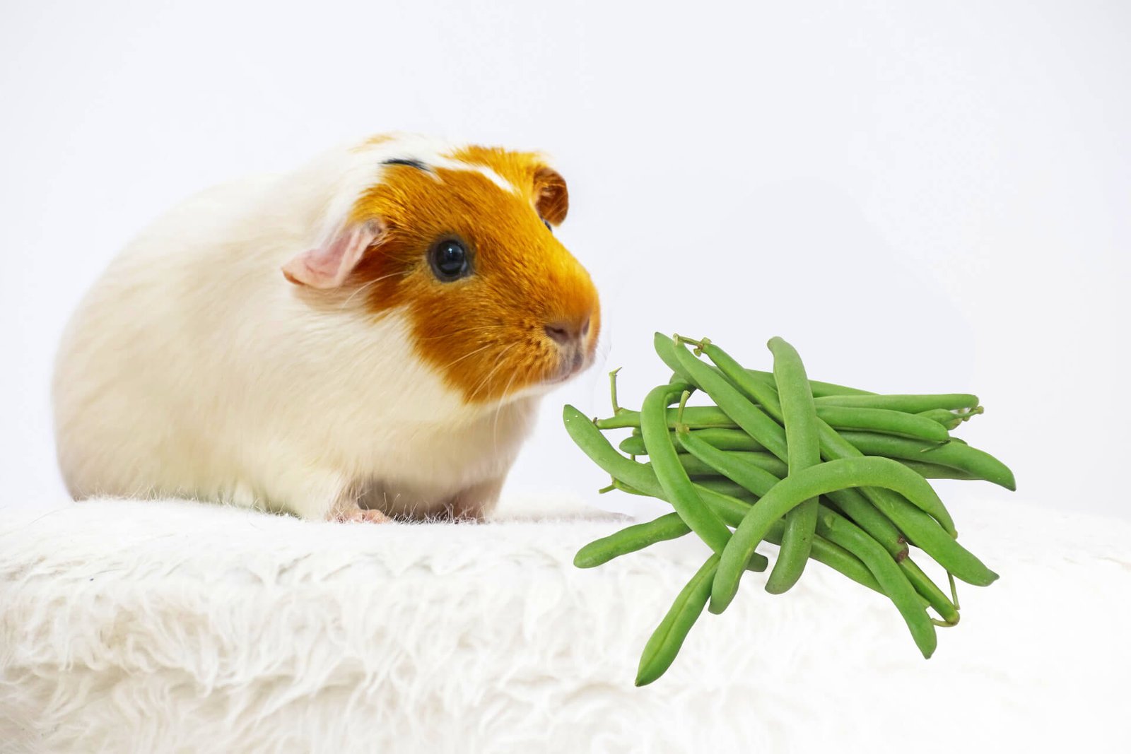 guinea-pigs-green-beans