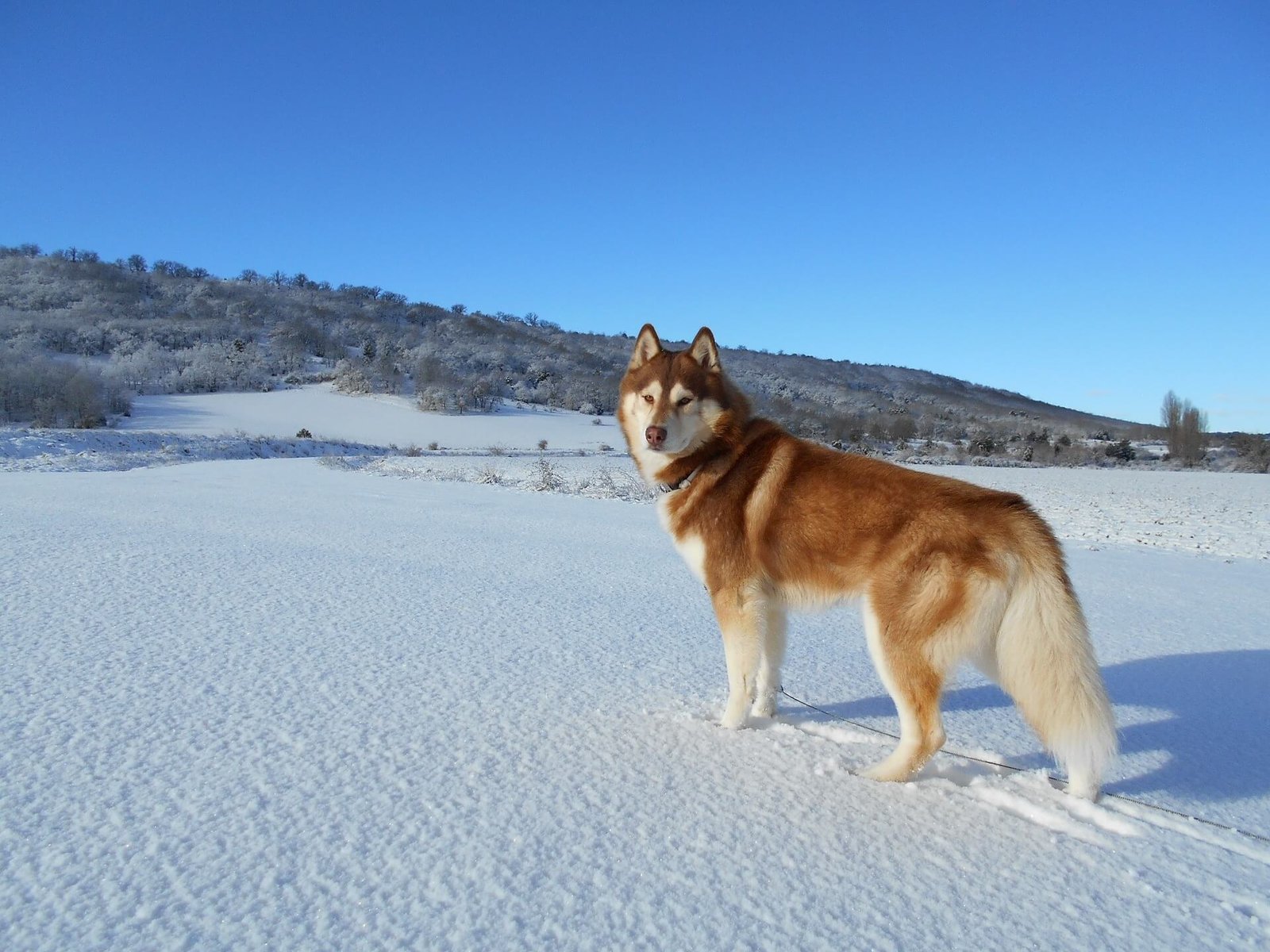 husky-facts