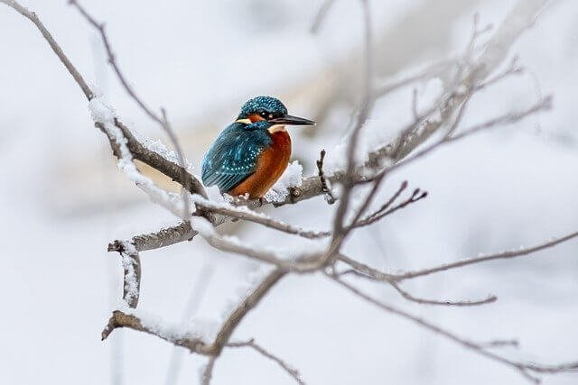 kingfisher-bird-monogamous