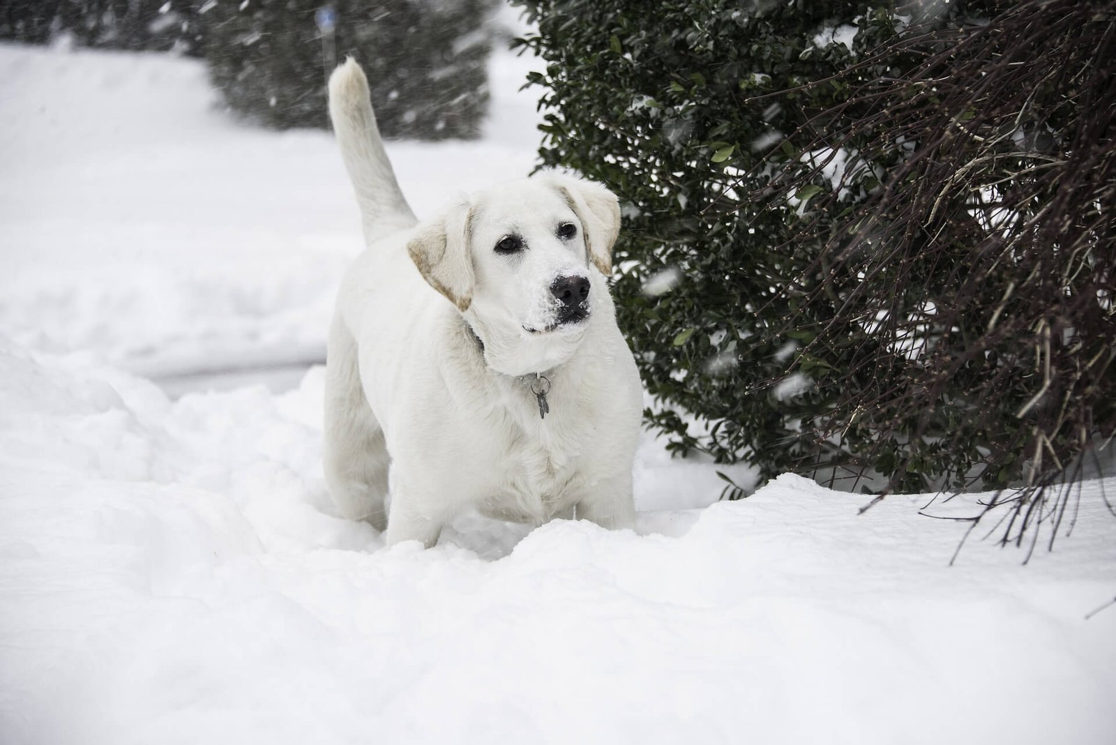 labrador-retriever-facts