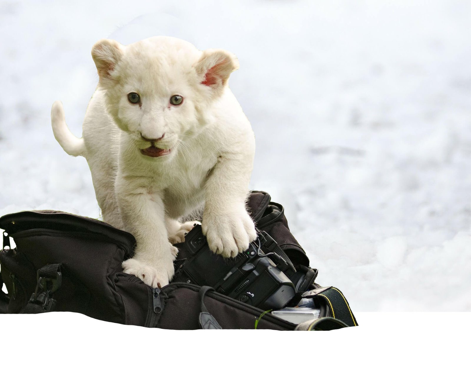 How many Lion Cubs are in a litter?