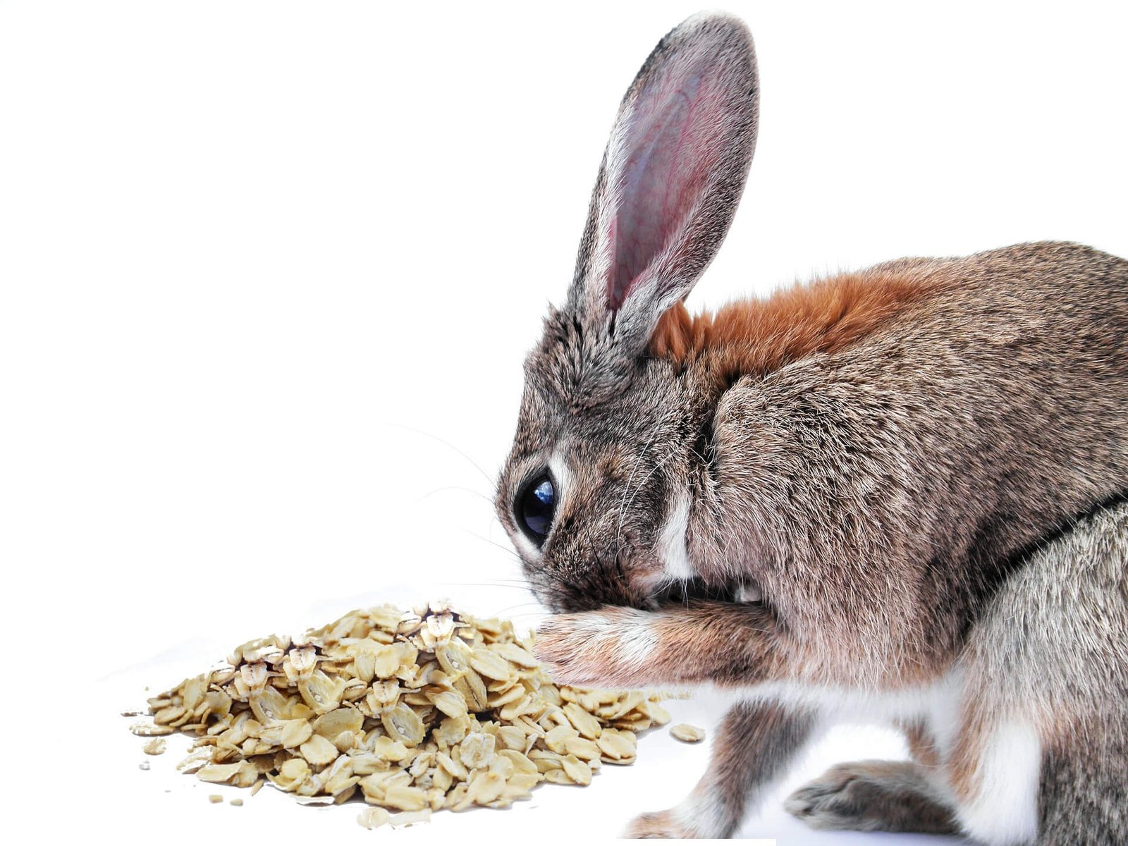 rabbit-eat-oats