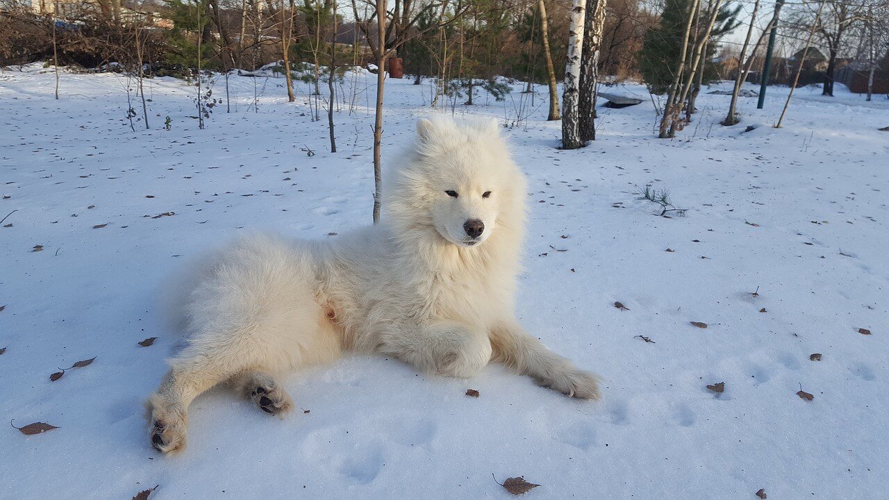 samoyed-Samoyed-hypoallergenic