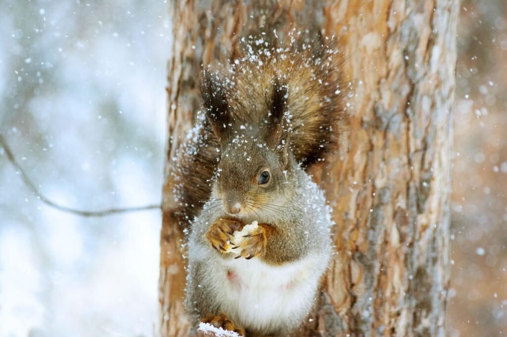 squirrels-eat-bird-eggs