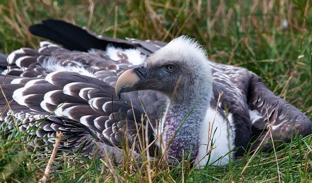 vulture-top-10-birds