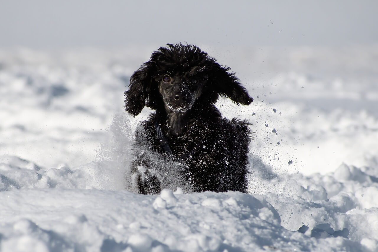 where-poodle-dogs-from